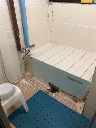 羅臼　鷲の宿　シマフクロウ