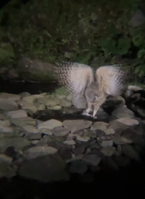 羅臼　鷲の宿　シマフクロウ