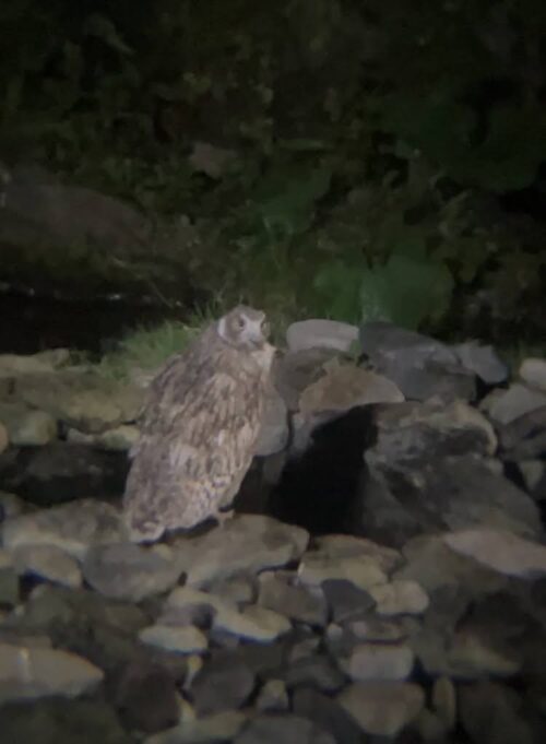 羅臼　鷲の宿　シマフクロウ