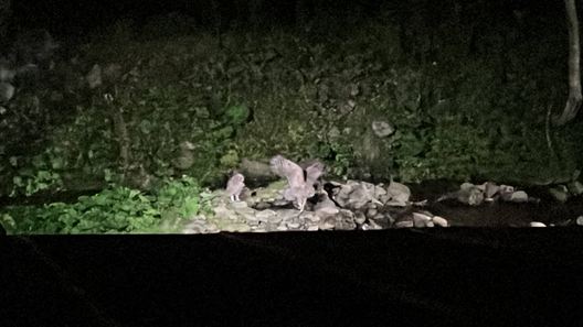 羅臼　鷲の宿　シマフクロウ