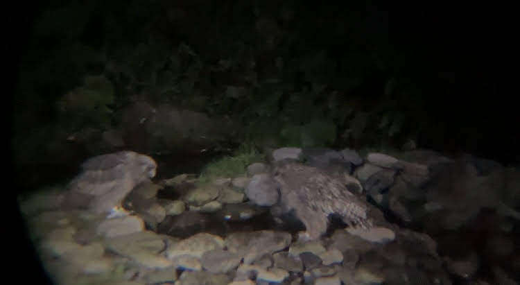 羅臼　鷲の宿　シマフクロウ