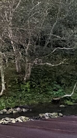 羅臼　鷲の宿　シマフクロウ