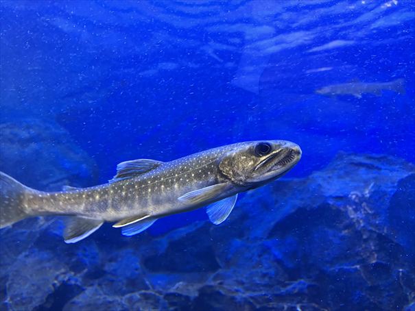 北の大地の水族館 北見