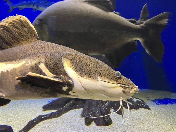 北の大地の水族館　北見