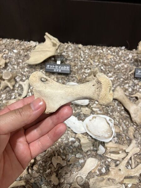 網走 モヨロ貝塚館