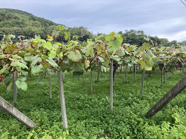 酒折ワイナリー　山梨県　石和　ワイン