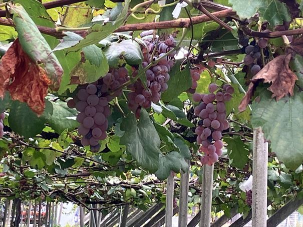 酒折ワイナリー　山梨県　石和　ワイン