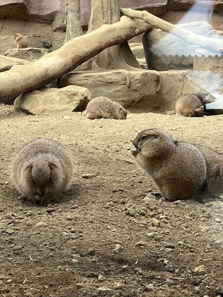 栃木　動物園　那須どうぶつ王国