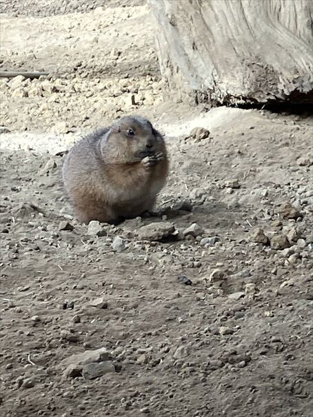 栃木　動物園　那須どうぶつ王国