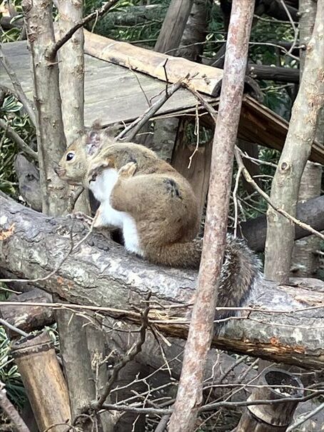 栃木　動物園　那須どうぶつ王国