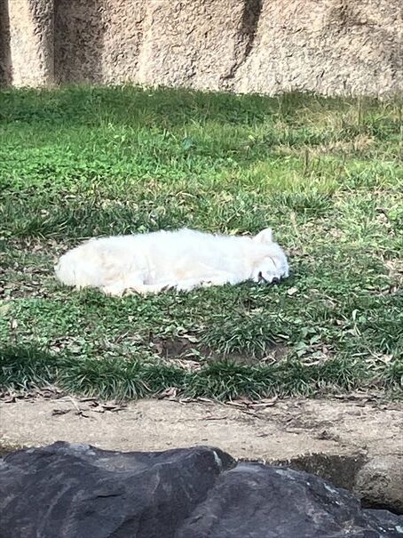 栃木　動物園　那須どうぶつ王国