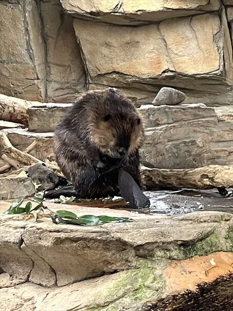 栃木　動物園　那須どうぶつ王国