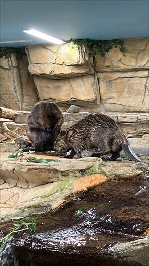 栃木　動物園　那須どうぶつ王国