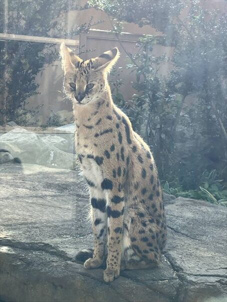 栃木　動物園　那須どうぶつ王国