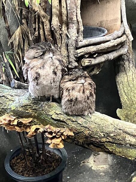 栃木　動物園　那須どうぶつ王国
