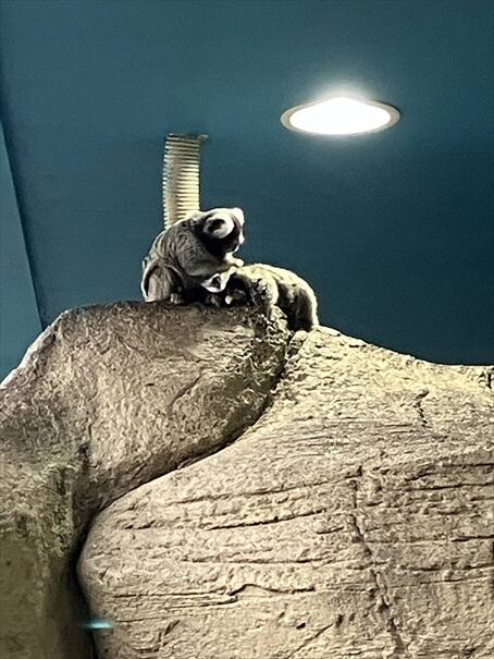 栃木　動物園　那須どうぶつ王国