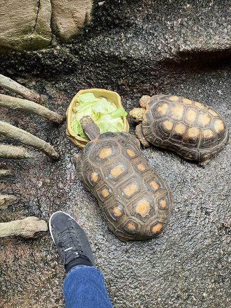 栃木　動物園　那須どうぶつ王国