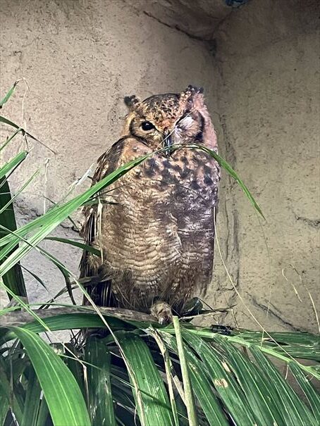 栃木　動物園　那須どうぶつ王国