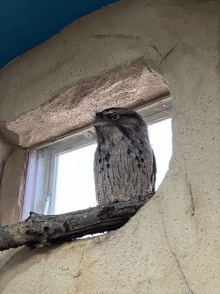 栃木　動物園　那須どうぶつ王国