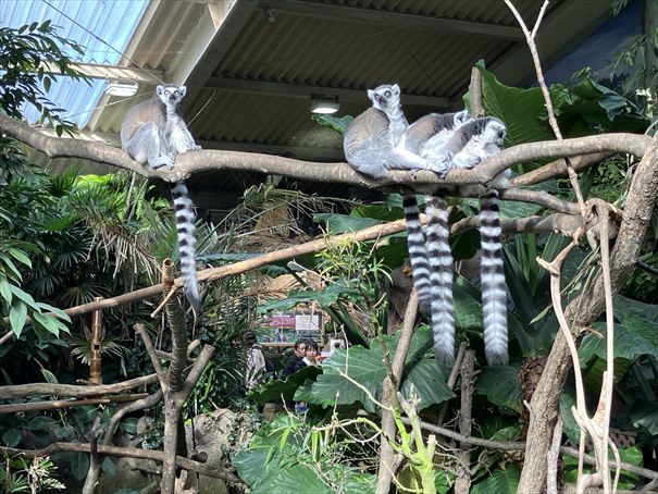 栃木　動物園　那須どうぶつ王国
