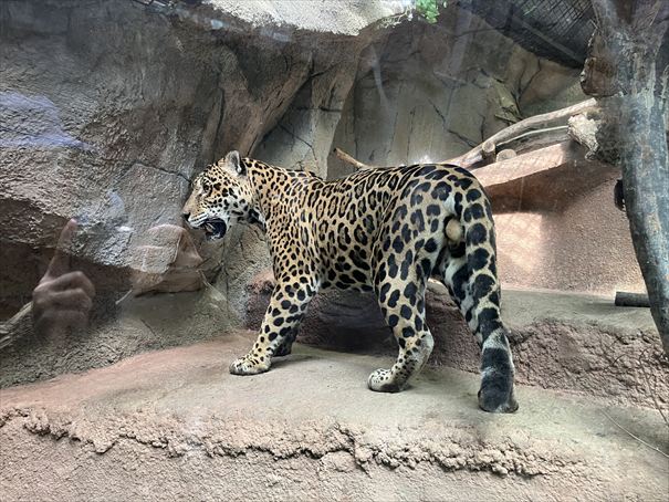 栃木　動物園　那須どうぶつ王国
