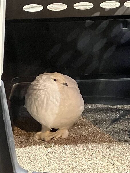 栃木　動物園　那須どうぶつ王国