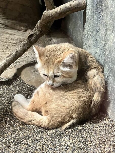栃木　動物園　那須どうぶつ王国