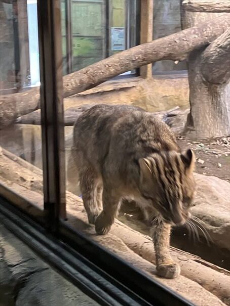 栃木　動物園　那須どうぶつ王国