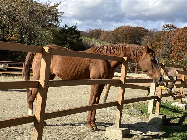 栃木　動物園　那須どうぶつ王国