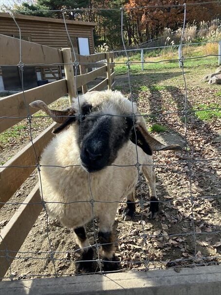 栃木　動物園　那須どうぶつ王国