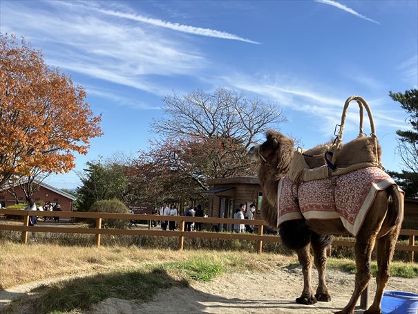 栃木　動物園　那須どうぶつ王国