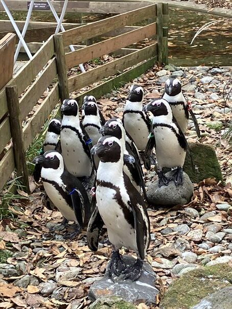 栃木　動物園　那須どうぶつ王国