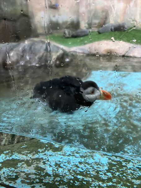 栃木　動物園　那須どうぶつ王国
