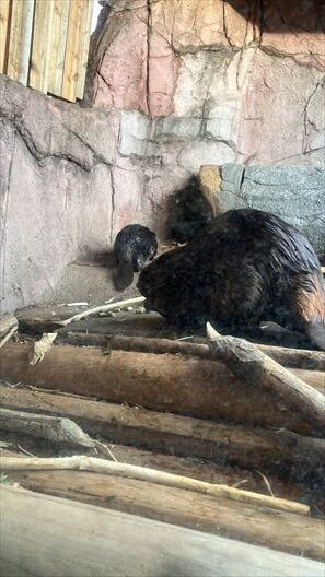 栃木　動物園　那須どうぶつ王国