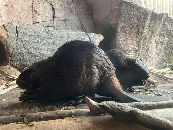 栃木　動物園　那須どうぶつ王国