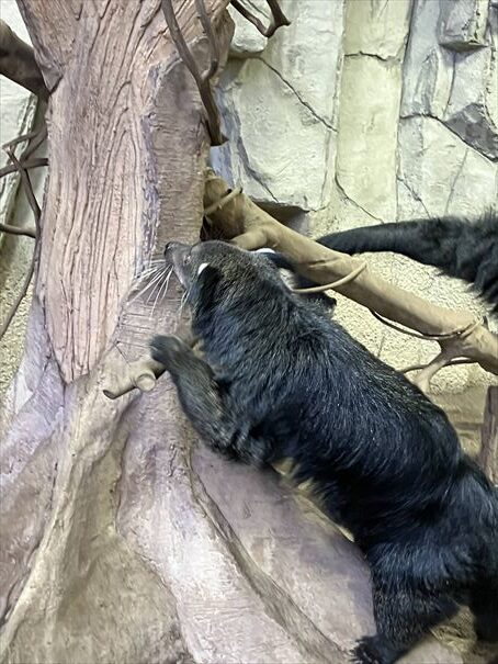 栃木　動物園　那須どうぶつ王国