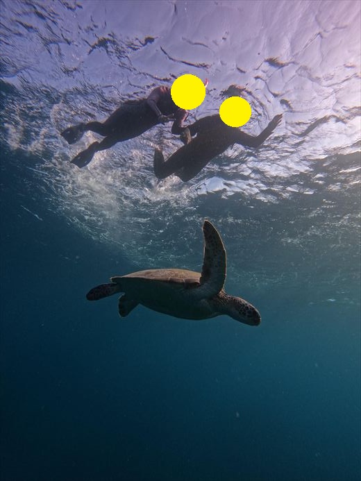 石垣島 シュノーケリング