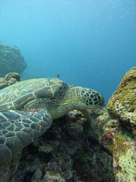 石垣島 シュノーケリング
