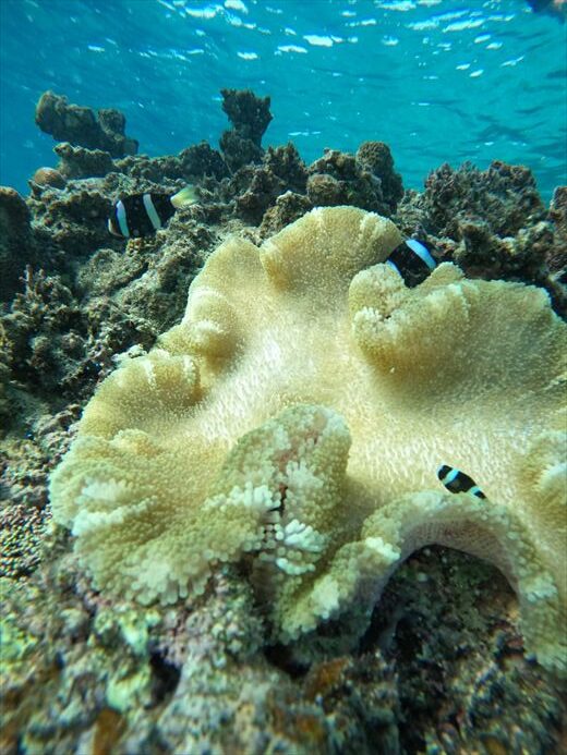 石垣島 シュノーケリング