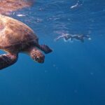石垣島　ウミガメ