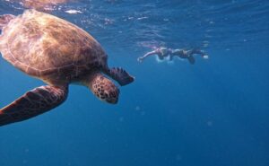 石垣島　ウミガメ