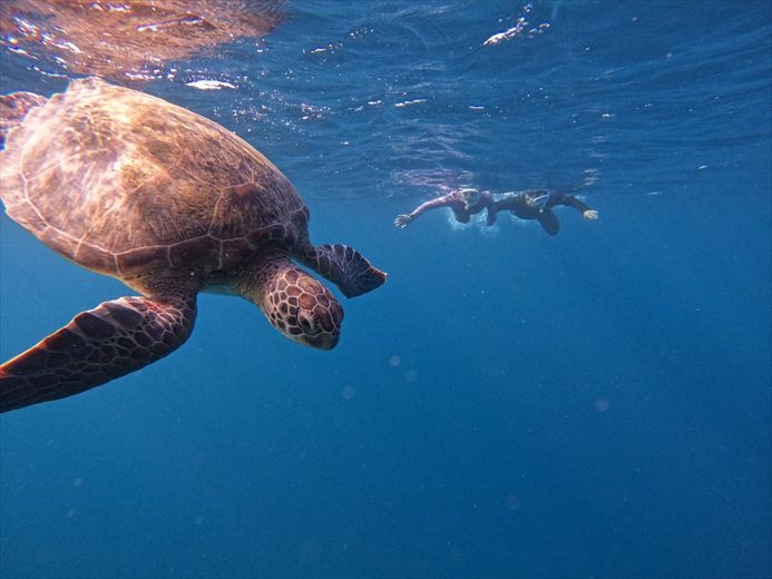 石垣島 ウミガメ