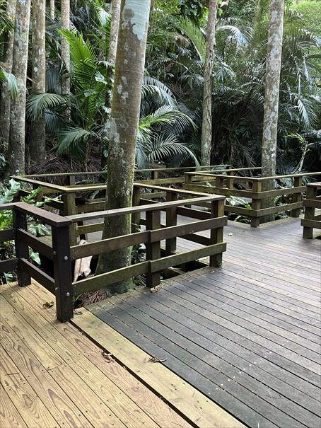 石垣島 ヤエヤマヤシ群落