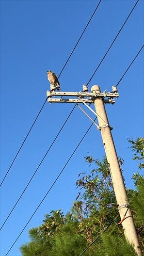 石垣島　カンムリワシ